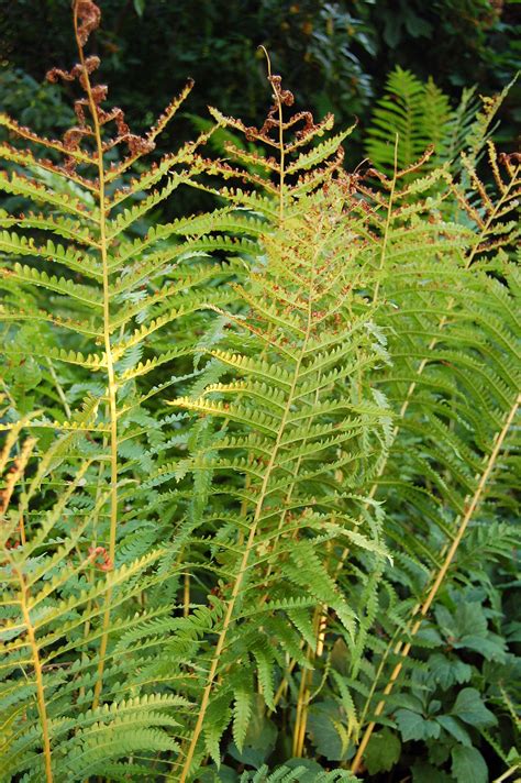 Osmunda Cinnamomea Cimmamon Fern Friends Of The Arboretum Foa