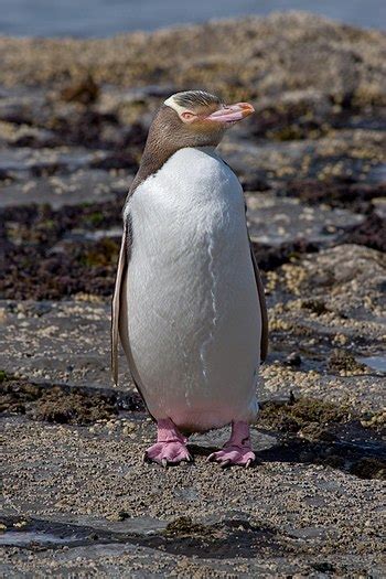 Penguin - Wikipedia