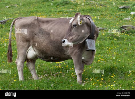 Cow With Bell Stock Photo Alamy