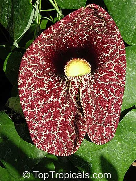 Aristolochia Littoralis Aristolochia Elegans Elegant Dutchmans Pipe