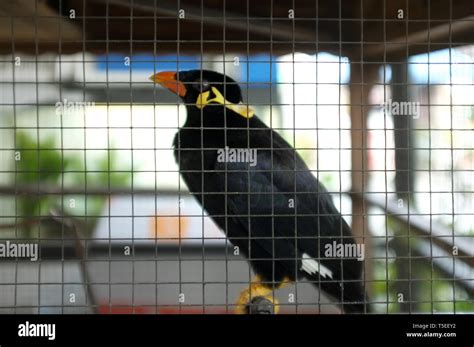 Common Hill Myna Cage Hi Res Stock Photography And Images Alamy