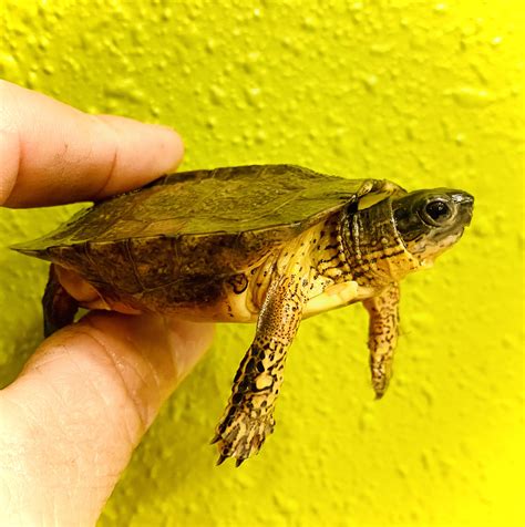Black Wood Turtles for sale | The Turtle Source