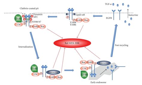 A proposed mechanism of TGF α EGFR ras MAPK activation loop in HNSCC