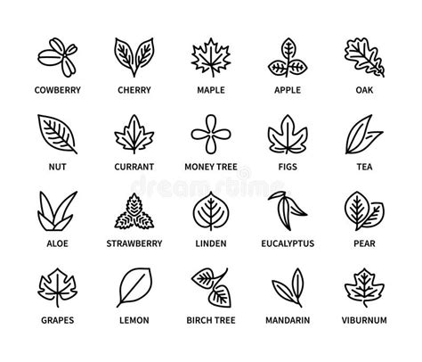 Leaves Of Different Plants Vector Linear Icon Set Isolated Icon