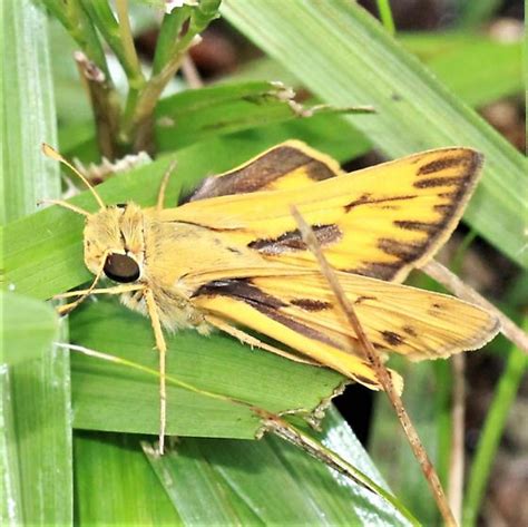 Fiery Skipper Lateral Dorsal Hylephila Phyleus Bugguidenet