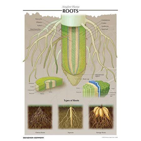 Denoyer Geppert Charts Posters Root Chart Zoro