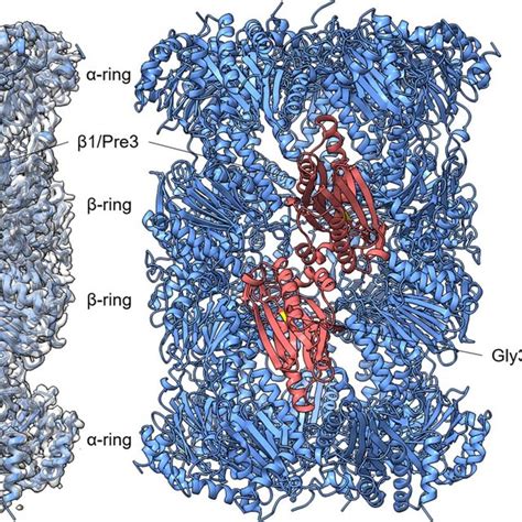 Structure Of S Cp From Pre Mutant Cryo Em Density Of The Pre