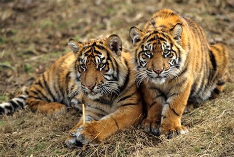 Premium Photo | Sumatran tiger cubs panthera tigris sumatrae