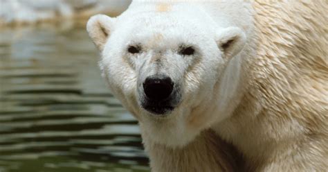 Worlds Oldest Polar Bear Dies At Canadian Zoo