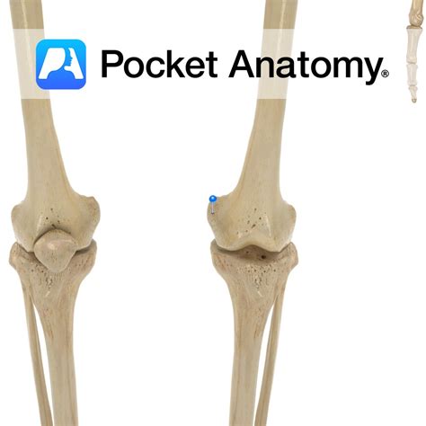 Femur - medial epicondyle - Pocket Anatomy