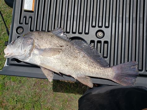 This drum took a live perch : r/Fishing