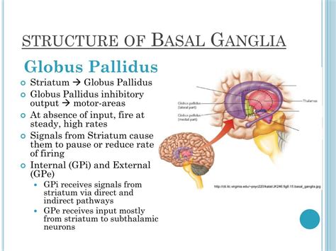 Basal Ganglia Structure And Function