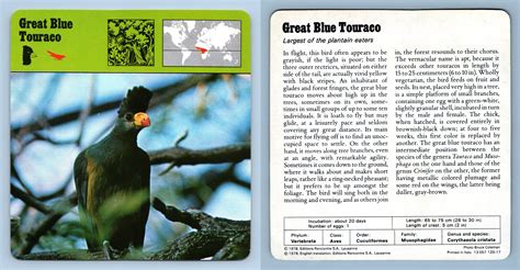 Great Blue Touraco Birds S Rencontre Safari Wildlife Card