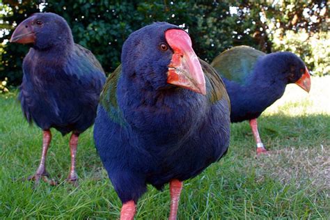 Kapiti Island Nature Tours Birding Nz