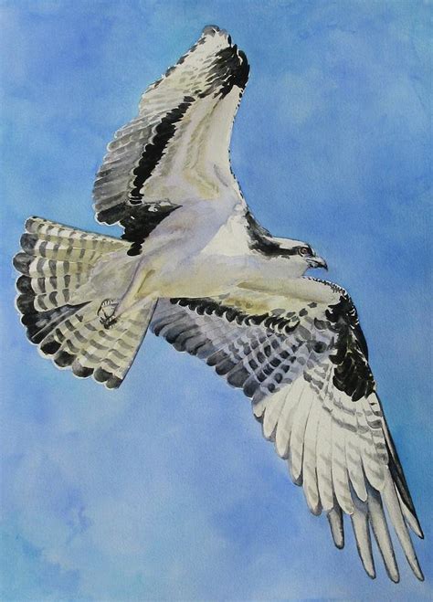 Osprey In Flight Painting By Joan Senkowicz