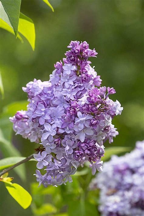 Bilderstrecke Zu Der Garten Im Mai Nicht Nur Der Flieder Bl Ht Bild