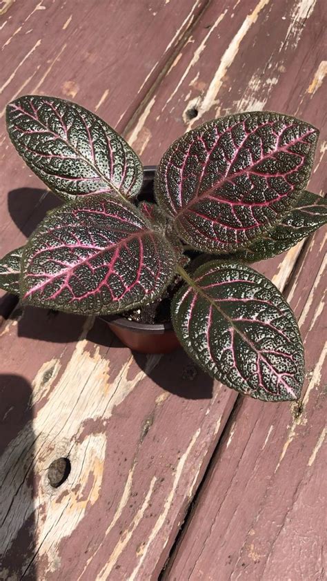 Episcia Kee Wee” Wee Plants