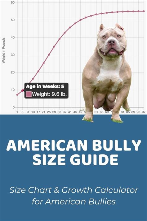 American Bully Weight Chart By Age Pitbull Weight Chart By A