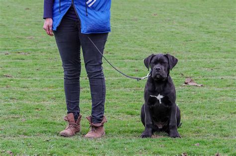 Chien-7145157-250268732473709-OSSO | Société Centrale Canine