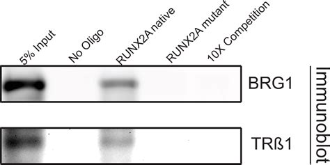 Thyroid Hormone Receptor Ss Trß Regulation Of Runt Related