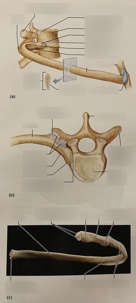 Ribs Vertebrae And Sternum Diagram Quizlet