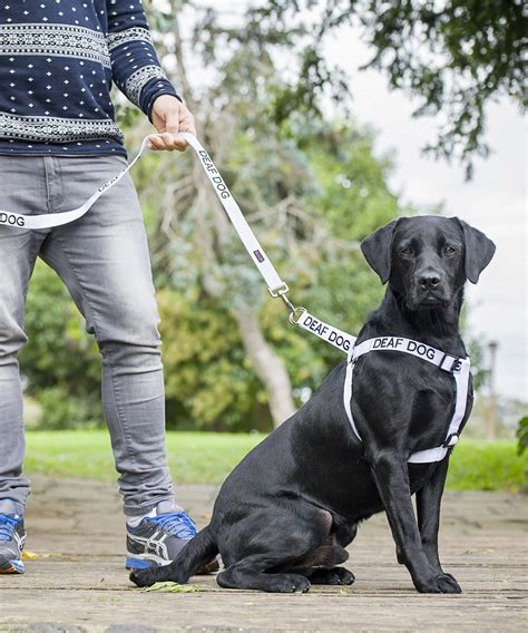 Deaf Dog – Friendly Dog Collars