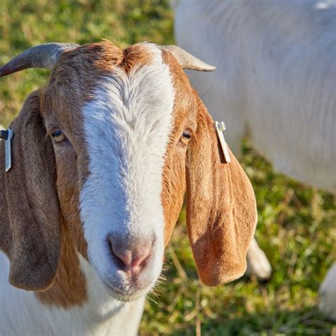 Anglo Nubian Male Goat With Horns By Gary Le Feuvre Goats Anglo