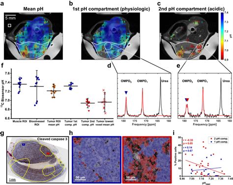 In Vivo Ph Imaging In Subcutaneous El Lymphoma Allows Assessment Of