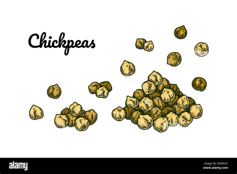 Hand Drawn Chickpeas Beans Colorful Botany Vector Illustration In