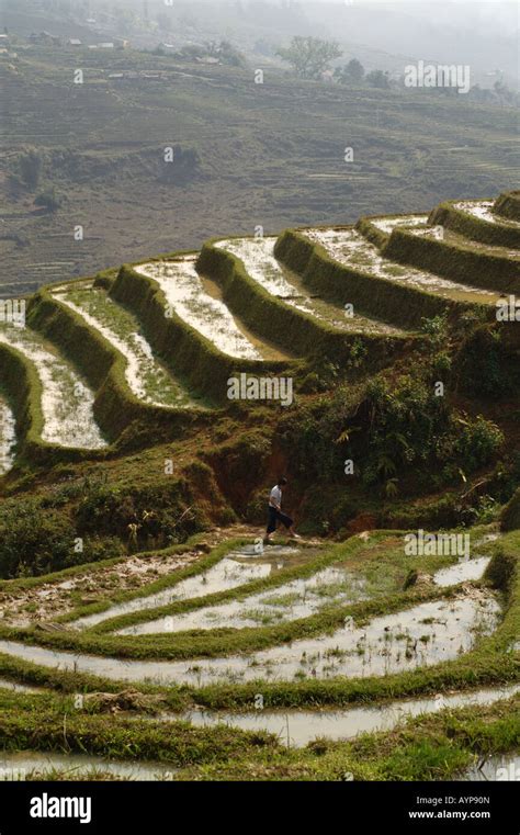 Rice terraces - Vietnam Stock Photo - Alamy