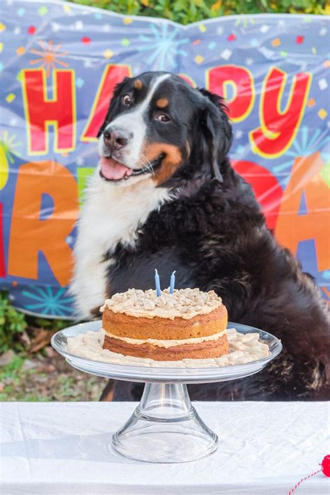 DIY Birthday Cake for Dogs - Princess Pinky Girl