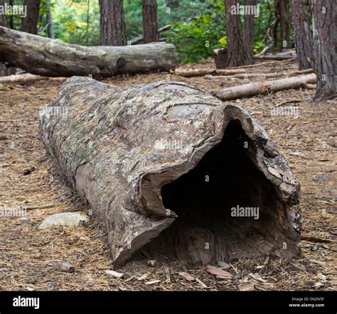 Hollowed Out Tree Trunk Hi Res Stock Photography And Images Alamy