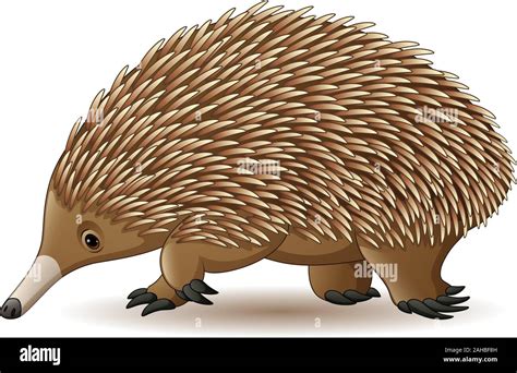 Echidna young Stock Vector Images - Alamy