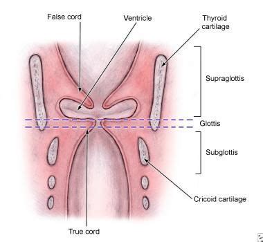 glottis | Medical anatomy, Speech language pathology, Speech therapy