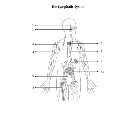 Anatomy Unit 3 Lymphatic System Diagram Quizlet