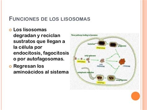 Lisosomas