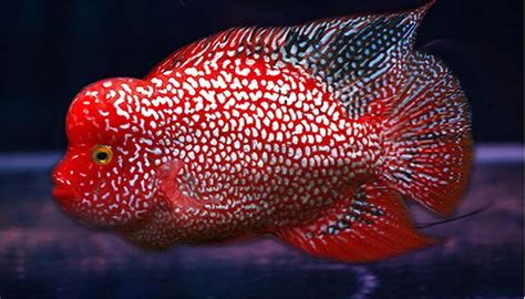 Flowerhorn Fish Care Some Tips To Keep Flowerhorn Fish