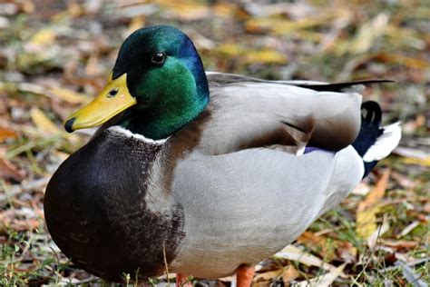 Besplatna Slika Patka Divlje Divljina Biljni I životinjski Svijet