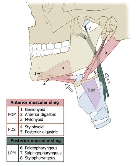 Which Muscle Forms The Floor Of Mouth Muscles Worked | Viewfloor.co