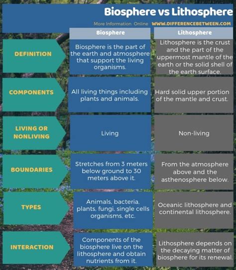 What Are The Plants Found In The Lithosphere Exploring Earths Greenery