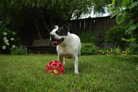 Crate training a Boston terrier in 5 easy steps – crate training center