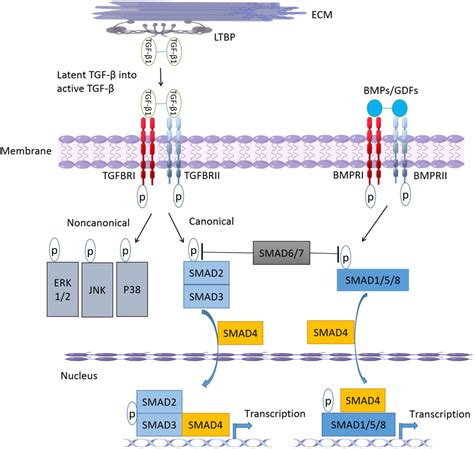 Frontiers Association Of Tgf Canonical Signaling Related Core Genes