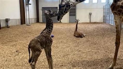 The giraffe is pictured with his mom shortly after birth. (Photo: provided)