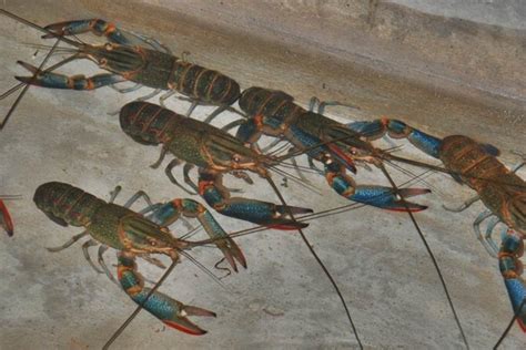 Ini Cara Budidaya Lobster Air Tawar Bagi Pemula Insights KILAS24