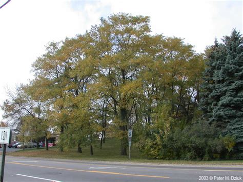 Robinia Pseudoacacia Black Locust Minnesota Wildflowers