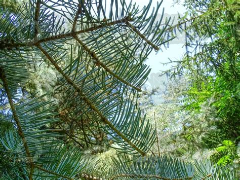 Abies Concolor White Fir Leaf Lower Surface Leaf Abies Concolor