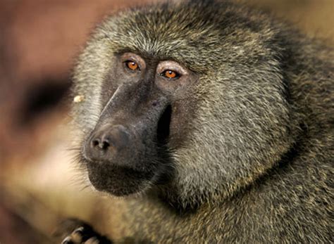 Baboons Wreak Havoc At Zimbabwe Border Post Offbeat Emirates24 7