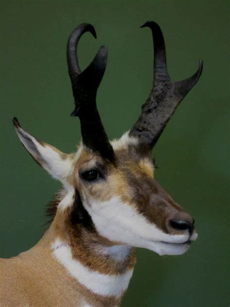 Antelope Foothills Taxidermy