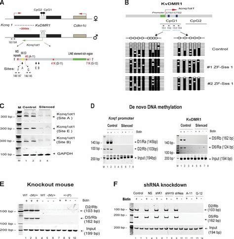 The LncRNAchromatin Interaction Is Lost After Targeted DNA