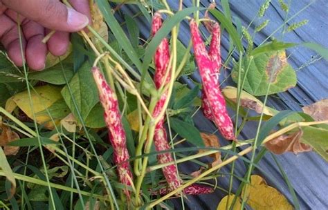 Panduan Lengkap Cara Budidaya Kacang Merah Organik Di Rumah Dengan